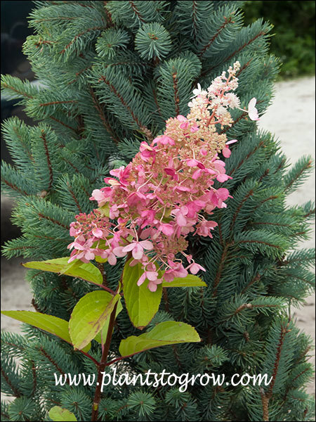 Hydrangea Pinky Winky (Hydrangea  paniculata) 
The background plant is Isles fastigiate Spruce